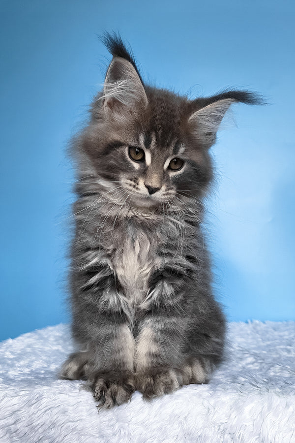 Bassi | Maine Coon Kitten