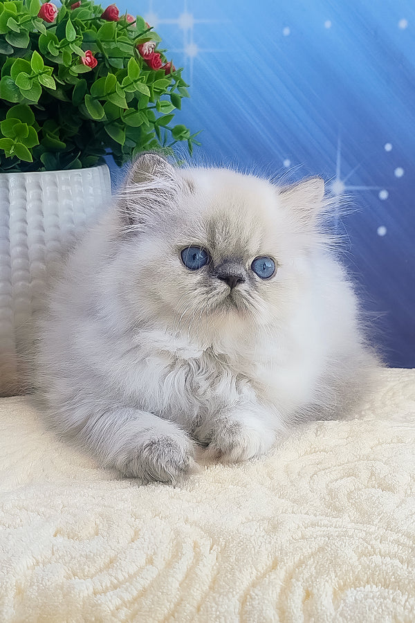 Bassi | Persian Kitten