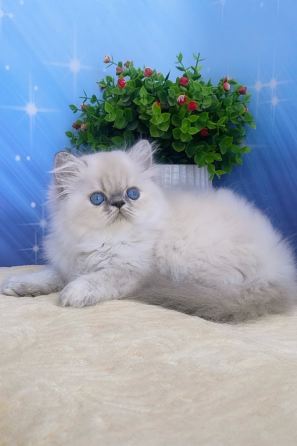 Bassi | Persian Kitten