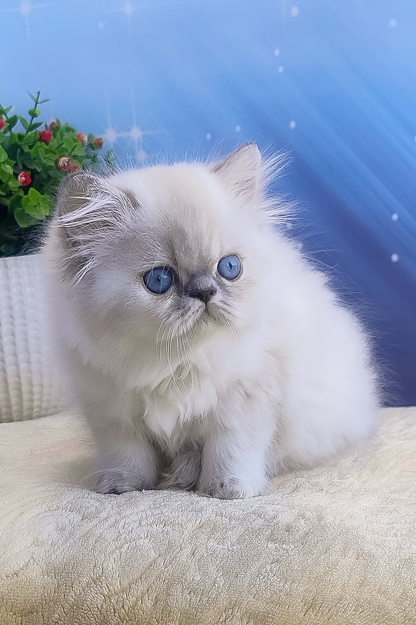 Bassi | Persian Kitten