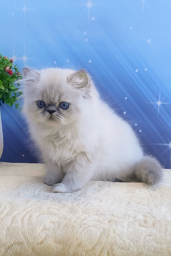 Bassi | Persian Kitten
