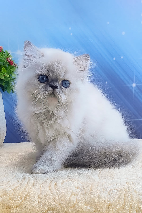 Bassi | Persian Kitten