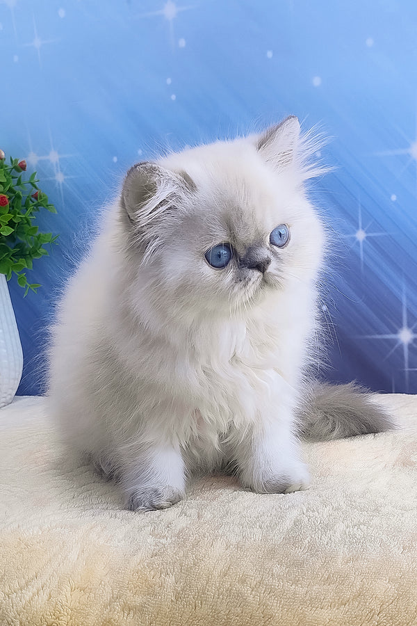 Bassi | Persian Kitten