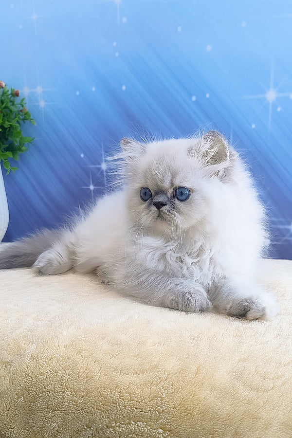 Bassi | Persian Kitten