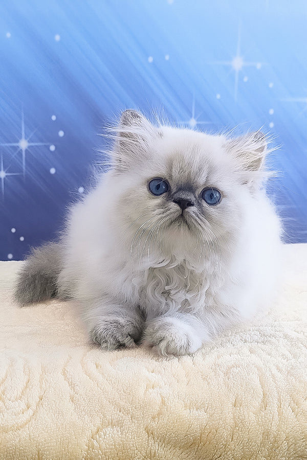 Bassi | Persian Kitten