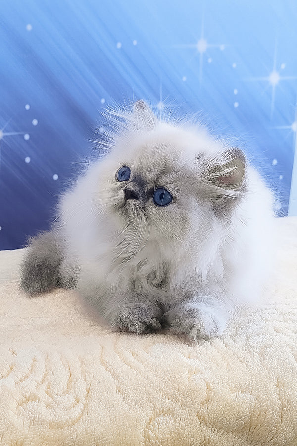 Bassi | Persian Kitten