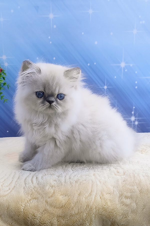 Bassi | Persian Kitten