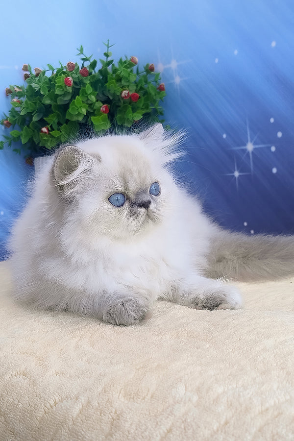 Bassi | Persian Kitten