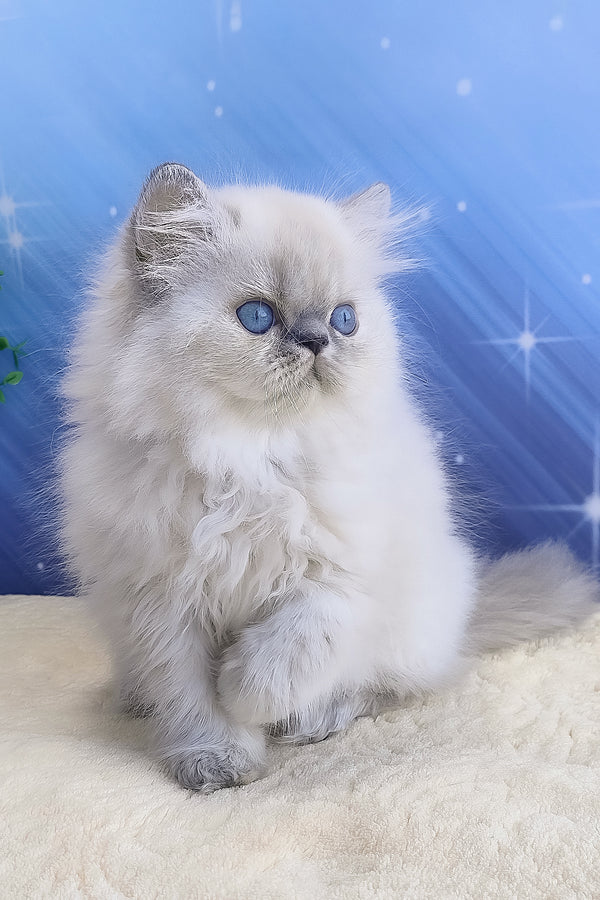 Bassi | Persian Kitten