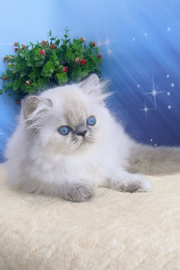 Bassi | Persian Kitten