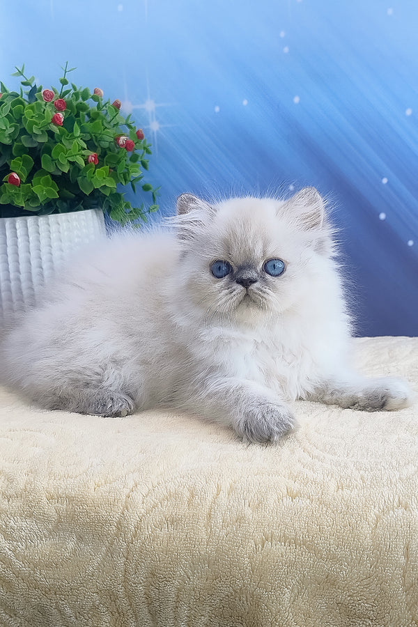Bassi | Persian Kitten