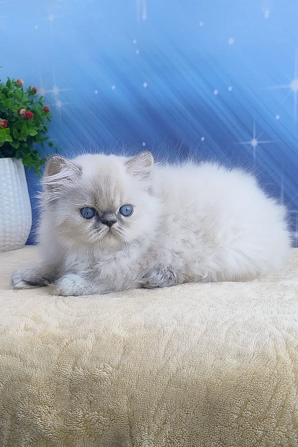 Bassi | Persian Kitten