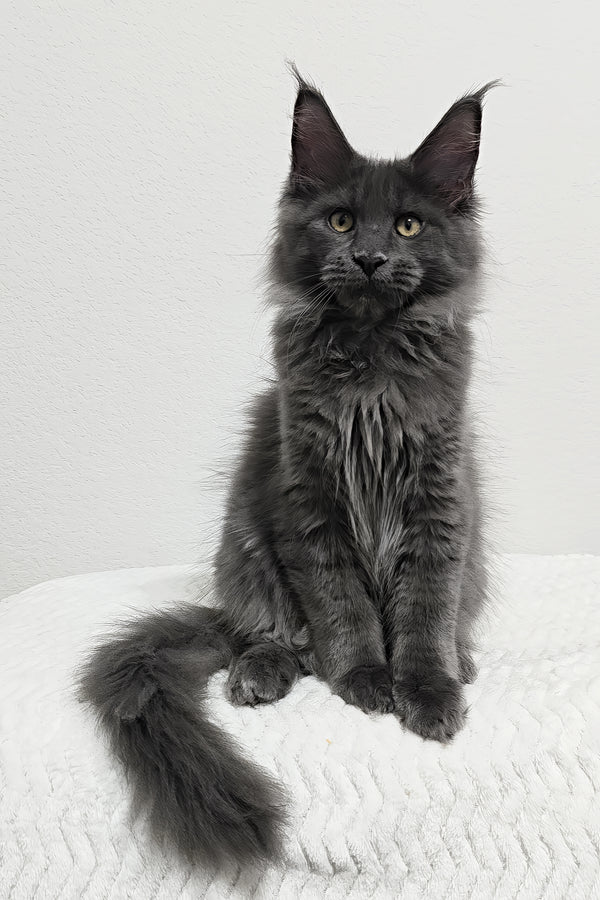 Bear | Maine Coon Kitten