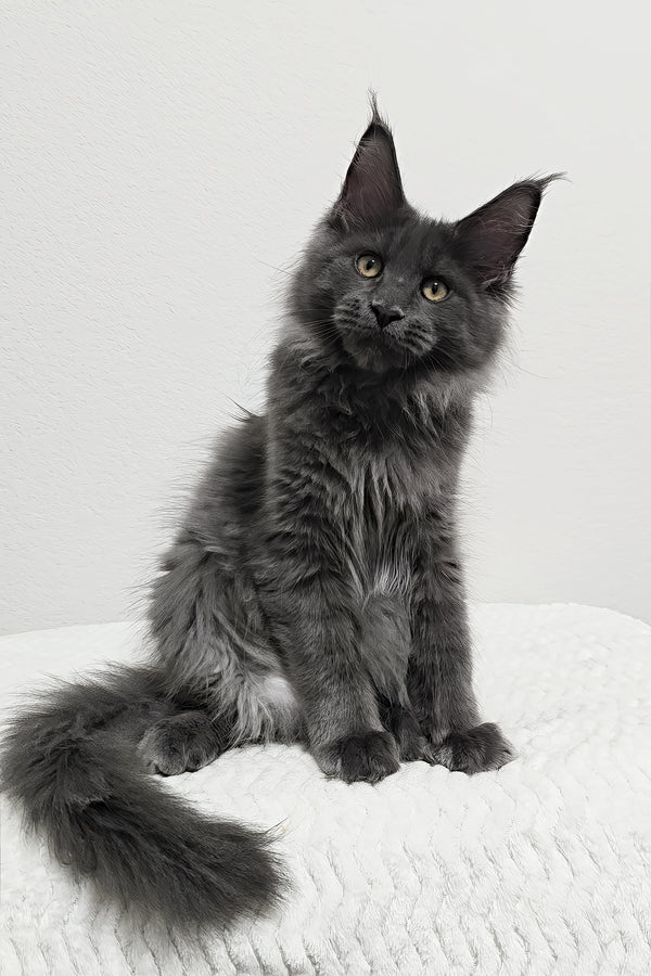 Bear | Maine Coon Kitten