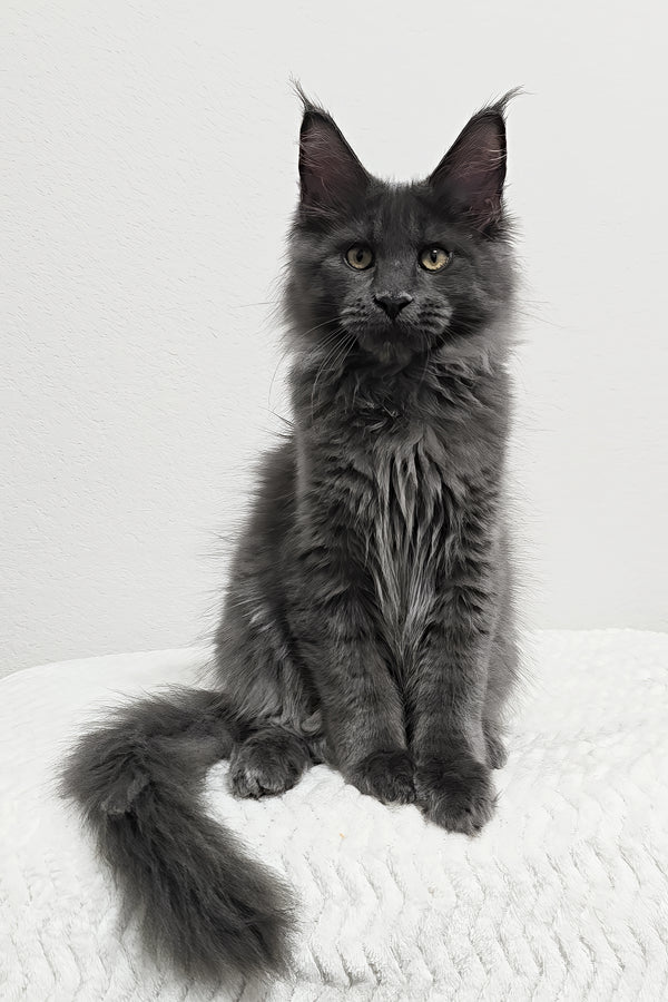 Bear | Maine Coon Kitten