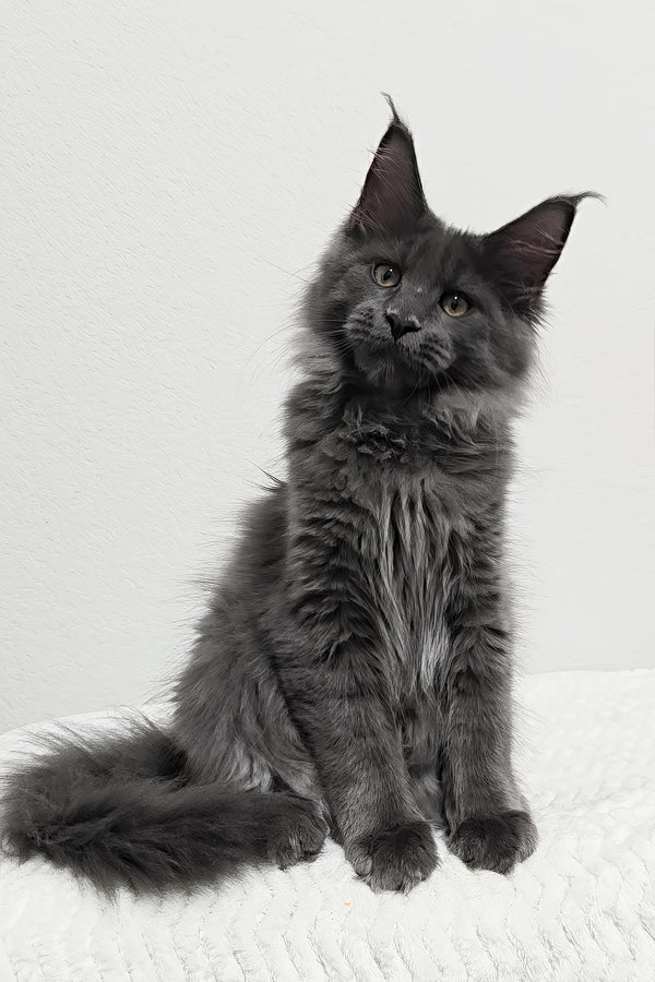 Bear | Maine Coon Kitten