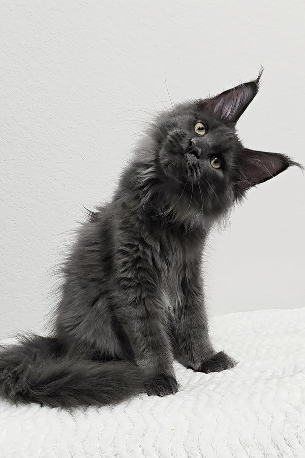 Bear | Maine Coon Kitten