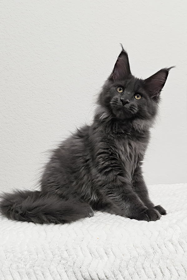 Bear | Maine Coon Kitten