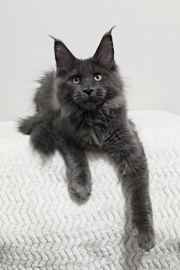 Bear | Maine Coon Kitten