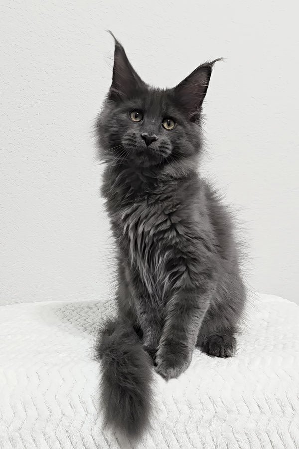 Bear | Maine Coon Kitten