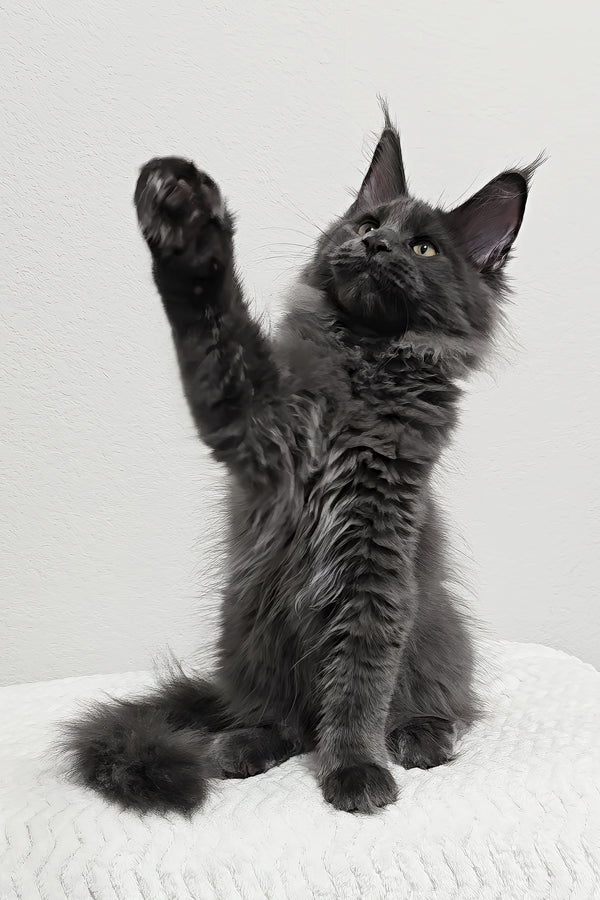 Bear | Maine Coon Kitten