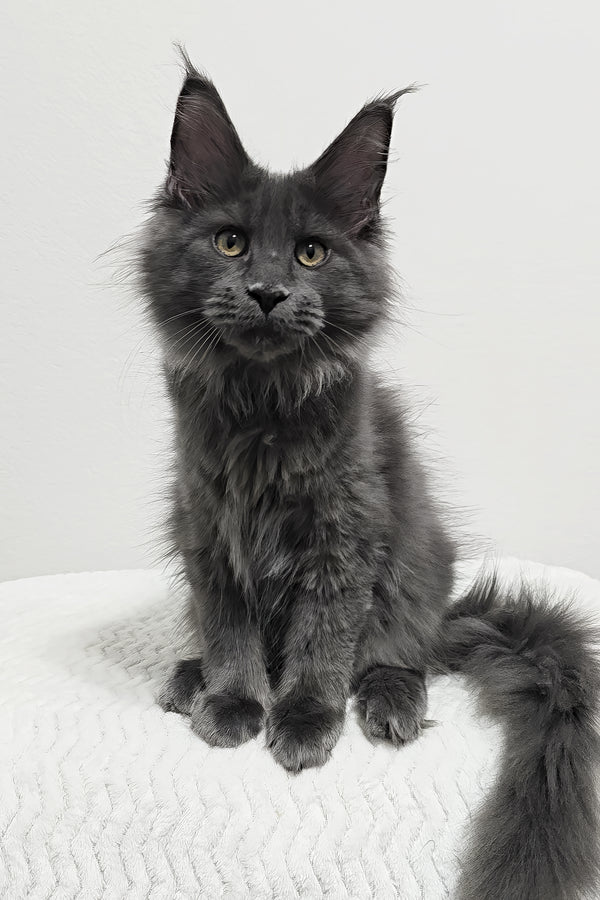 Bear | Maine Coon Kitten