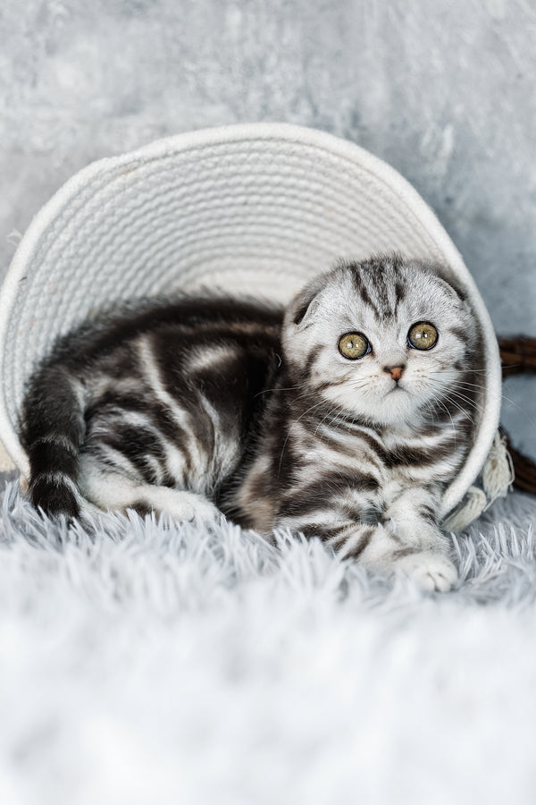 Beatrice | Scottish Fold Kitten