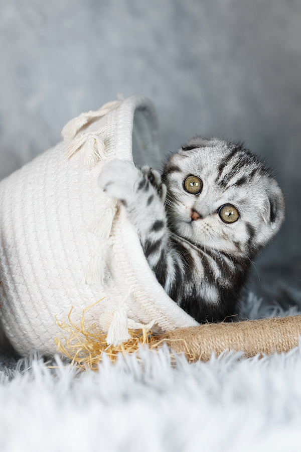 Beatrice | Scottish Fold Kitten