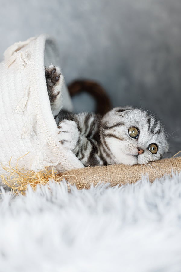 Beatrice | Scottish Fold Kitten