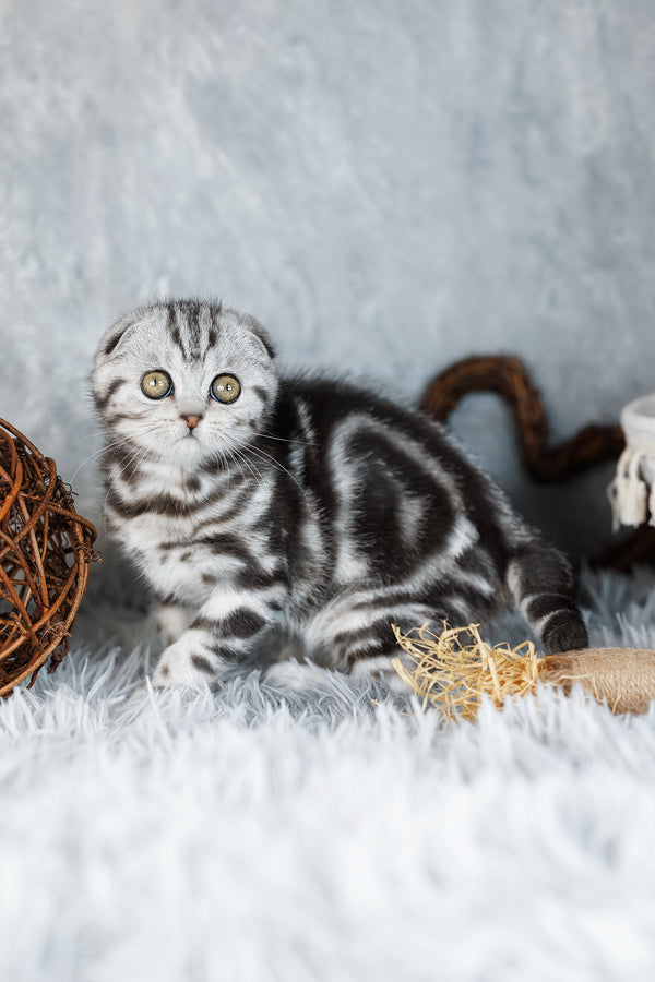 Beatrice | Scottish Fold Kitten