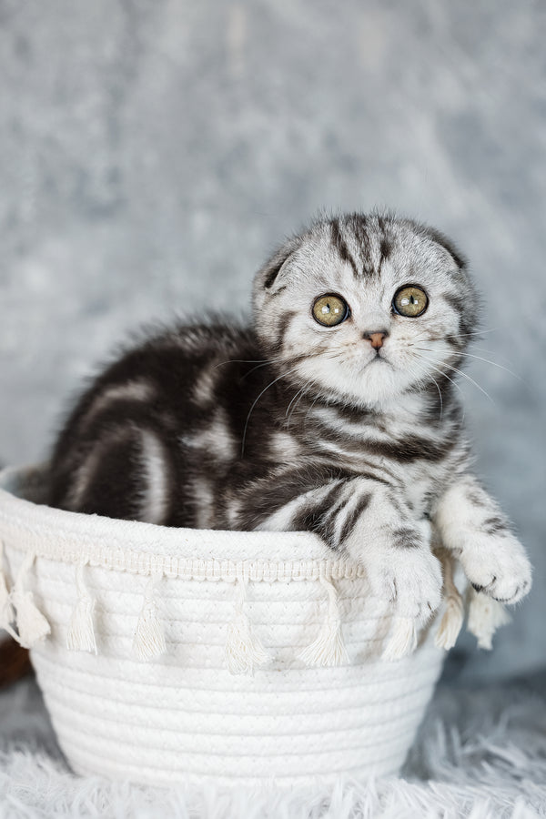 Beatrice | Scottish Fold Kitten