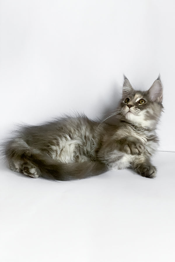 Beatriche | Maine Coon Kitten