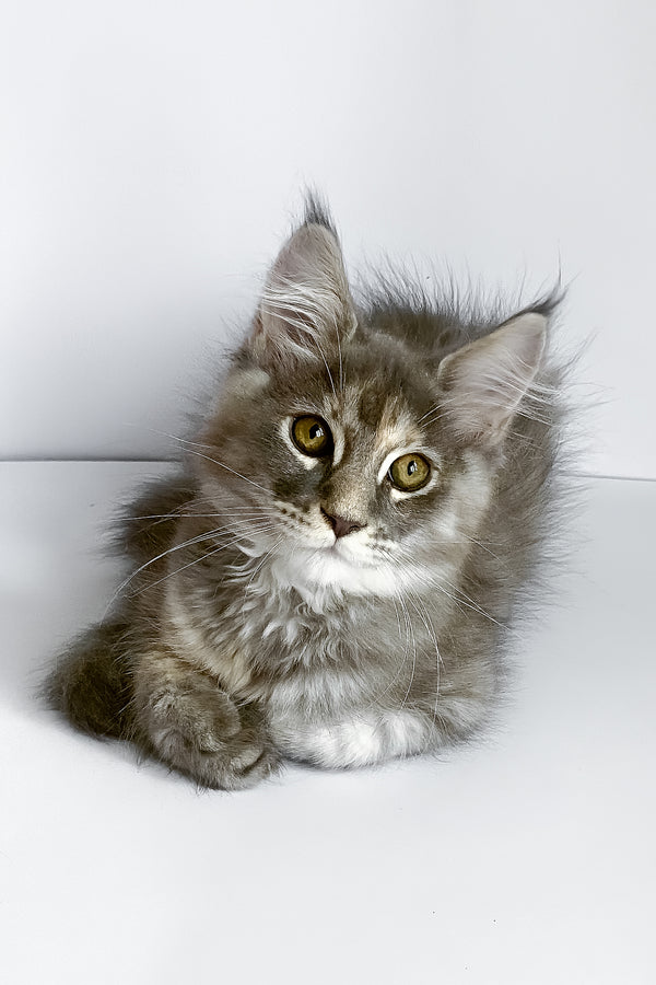 Beatriche | Maine Coon Kitten