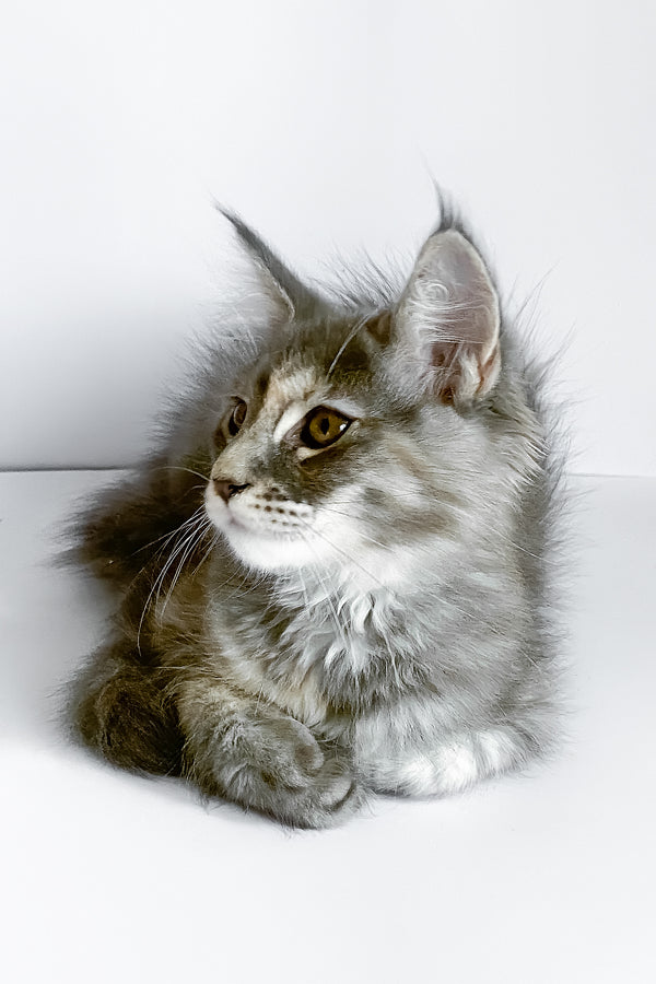 Beatriche | Maine Coon Kitten