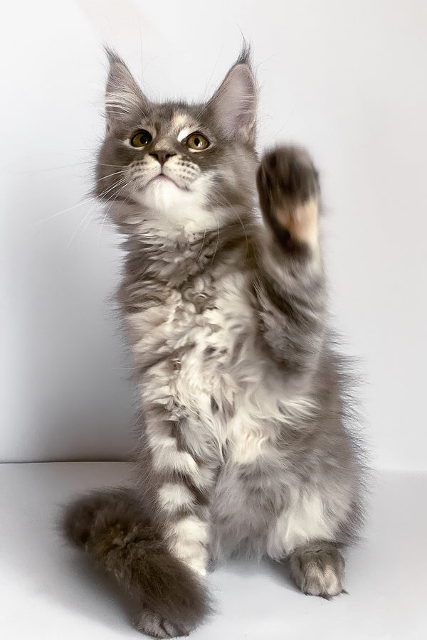 Beatriche | Maine Coon Kitten