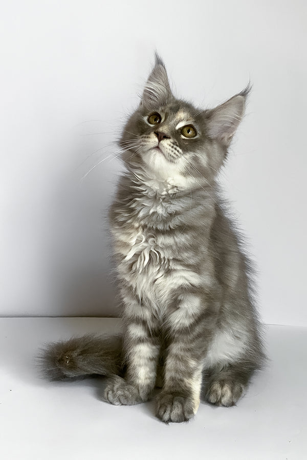 Beatriche | Maine Coon Kitten