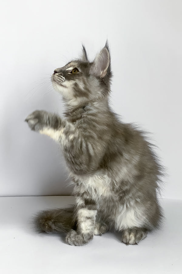 Beatriche | Maine Coon Kitten