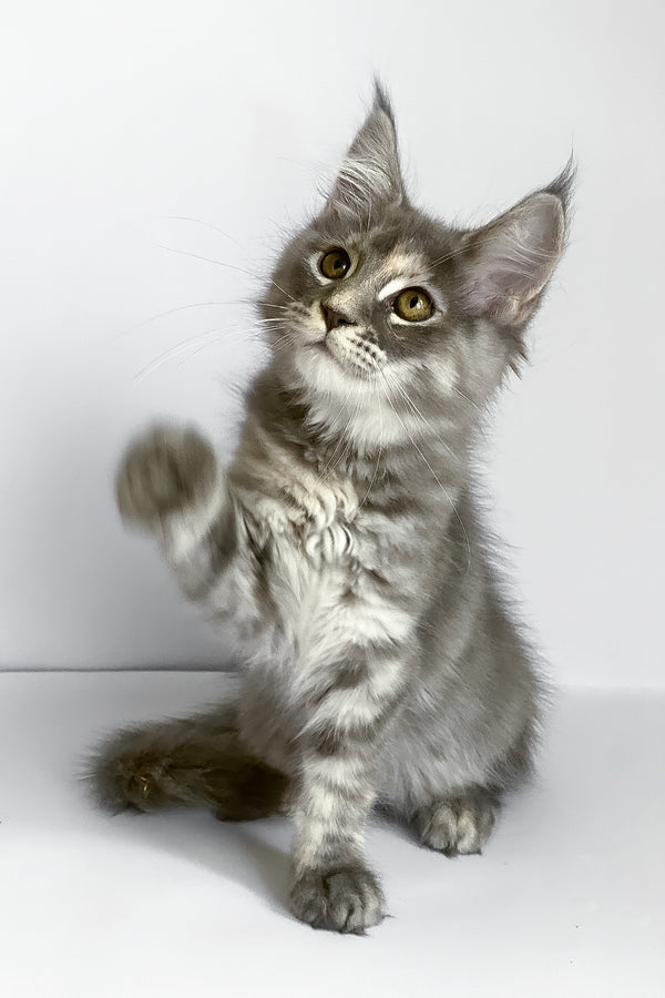 Beatriche | Maine Coon Kitten