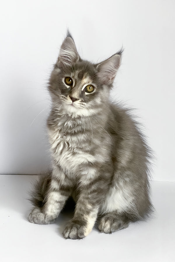 Beatriche | Maine Coon Kitten