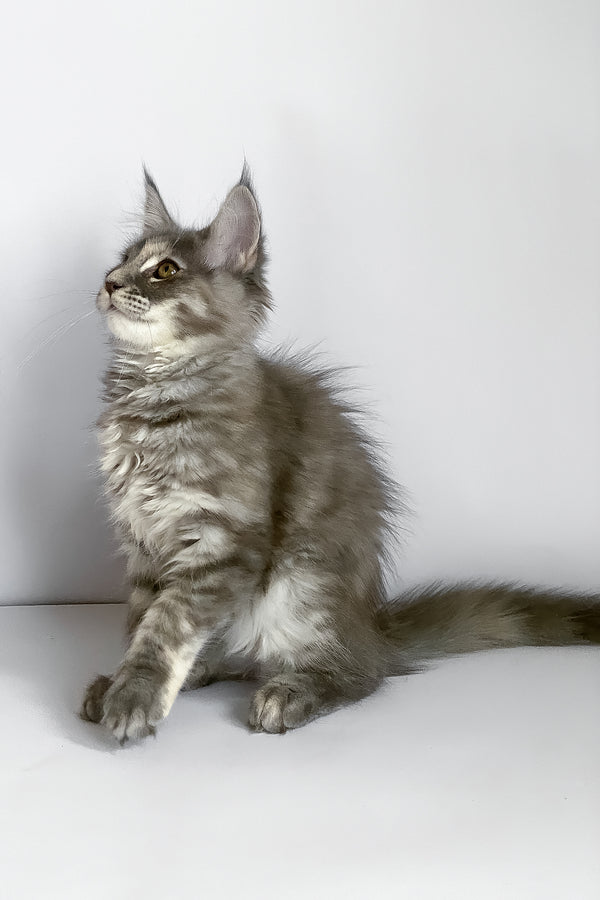 Beatriche | Maine Coon Kitten
