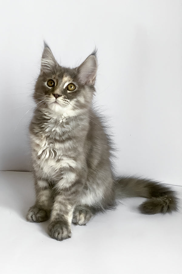 Beatriche | Maine Coon Kitten