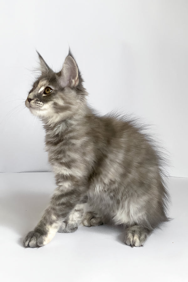 Beatriche | Maine Coon Kitten