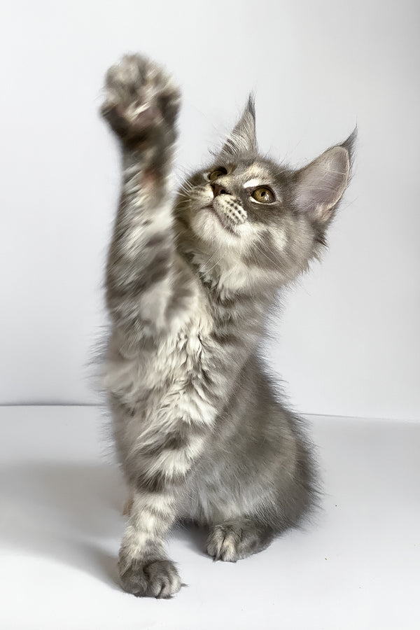 Beatriche | Maine Coon Kitten