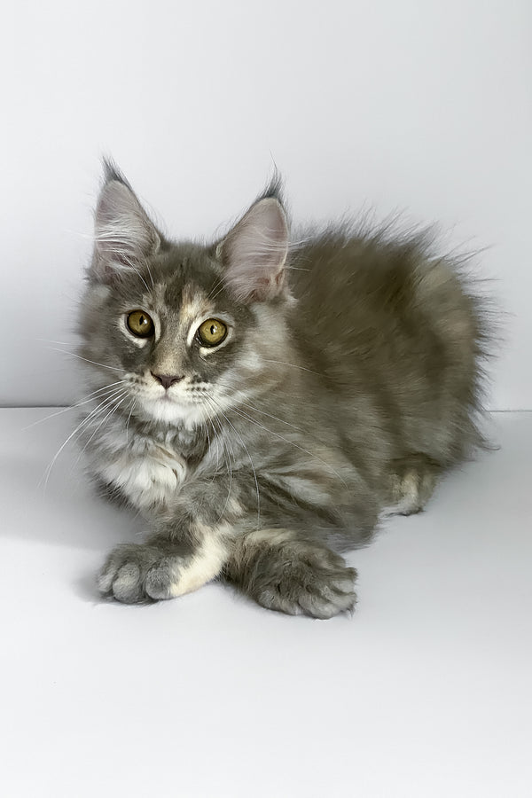 Beatriche | Maine Coon Kitten