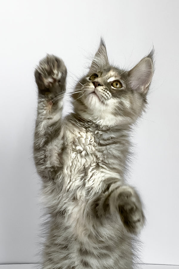 Beatriche | Maine Coon Kitten