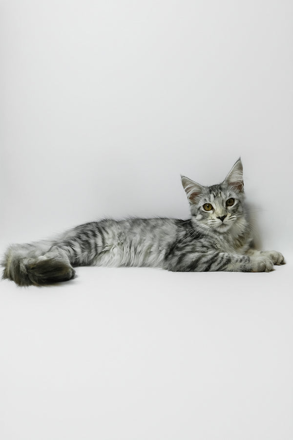 Belinda | Maine Coon Kitten