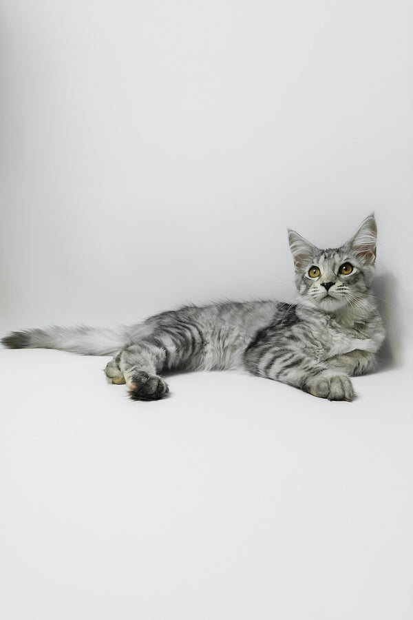 Belinda | Maine Coon Kitten