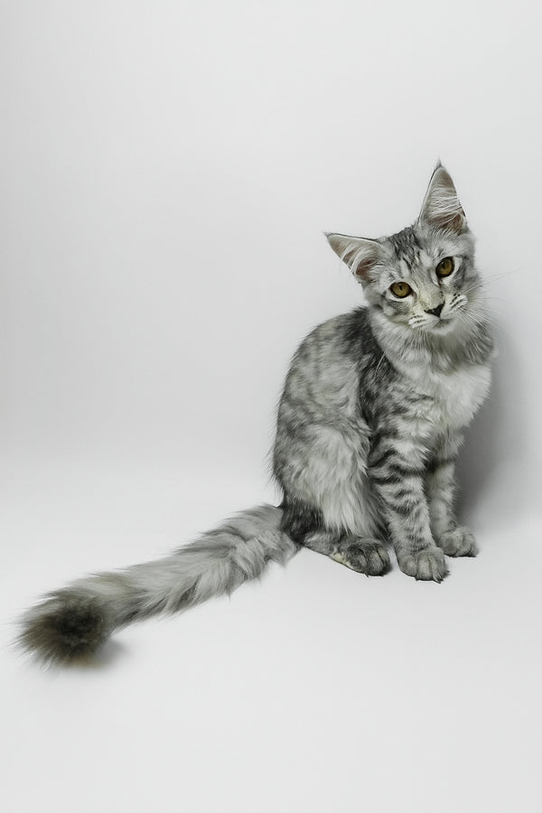 Belinda | Maine Coon Kitten