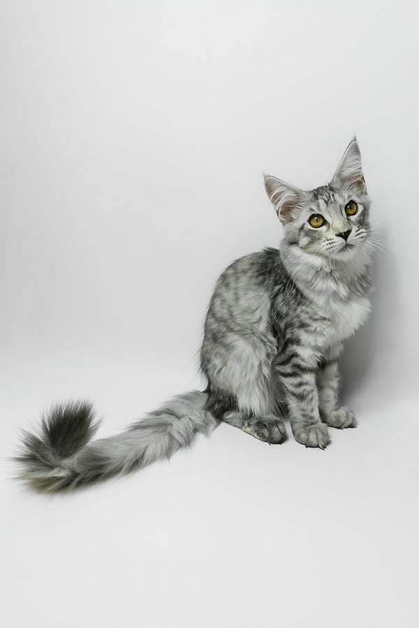 Belinda | Maine Coon Kitten
