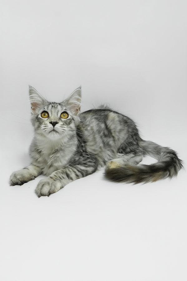Belinda | Maine Coon Kitten